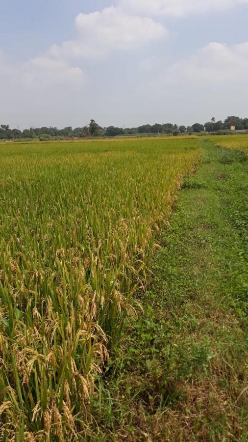 Shruthi'S Aarohi-Nature'S Retreat Mulappilangad Ngoại thất bức ảnh